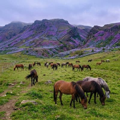 ✏  A herd of horses grazes in a field at the base of a mountain covered in vibra