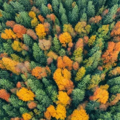 bird view of a foggy forest | autumn colours | pin...
