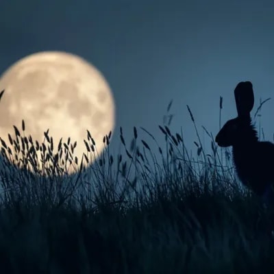 Промпт животных на фоне луны