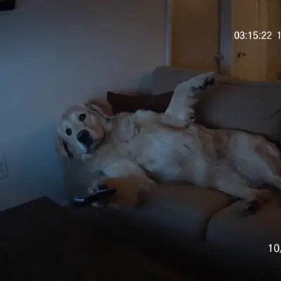 Промпт под вео3, хорошо заходит в соц сетях, креативьте с животными и ситуациями, создавайте свои ше